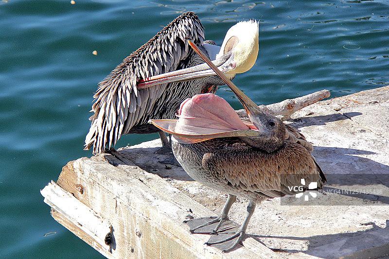 加利福尼亚褐鹈鹕图片素材