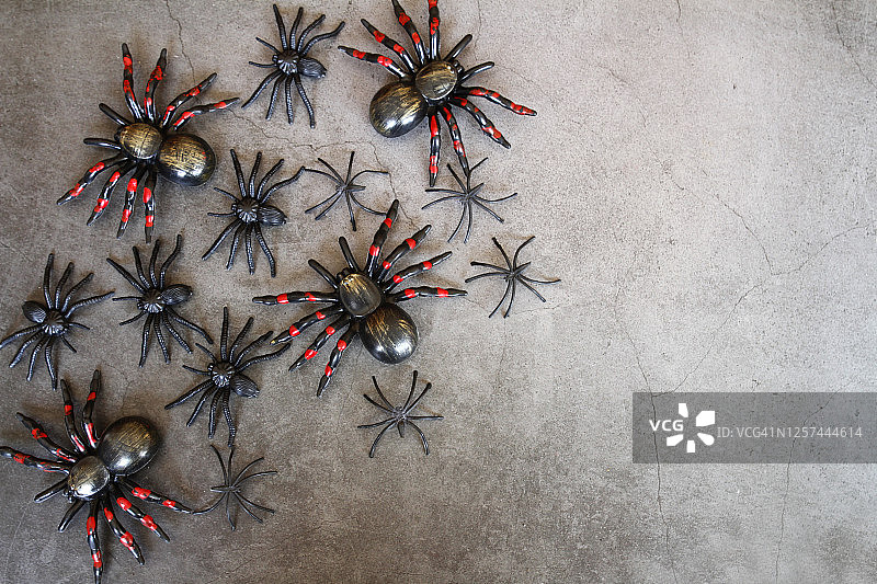 黑色背景上的黑蜘蛛万圣节概念图片素材