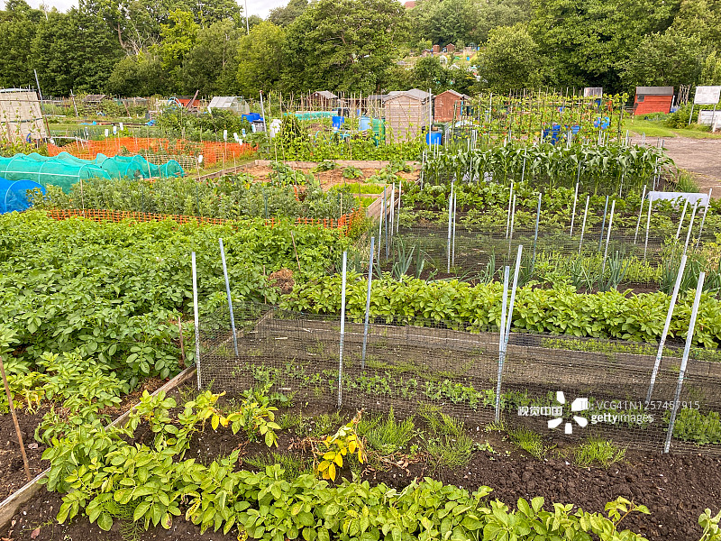 在分配花园中生长的农作物图片素材