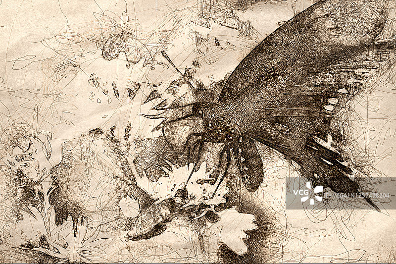 香料灌木燕尾蝶从花朵中吸取花蜜的速写图片素材