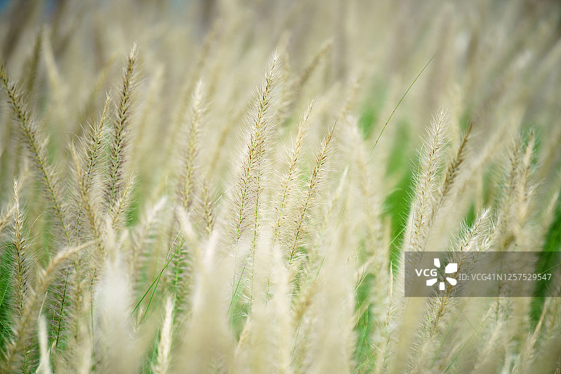 白色芦苇花图片素材