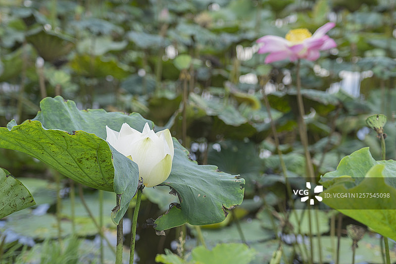 池塘中荷叶环绕的美丽莲花特写图片素材