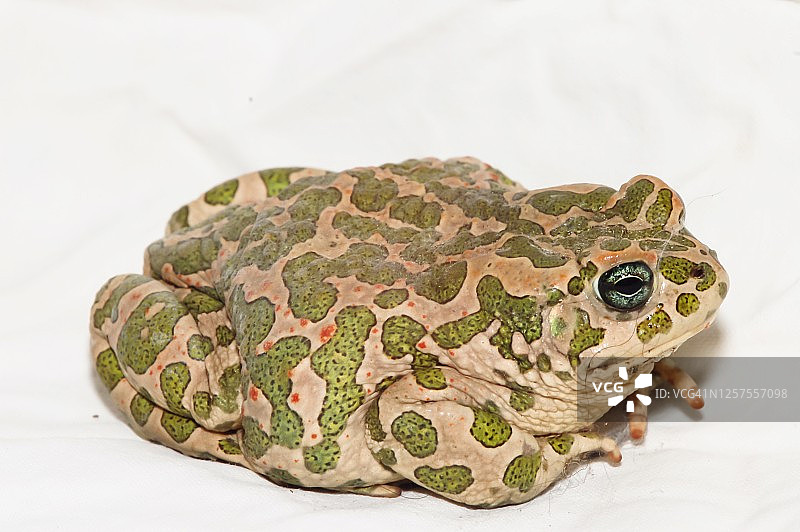 普通欧洲蟾蜍图片素材