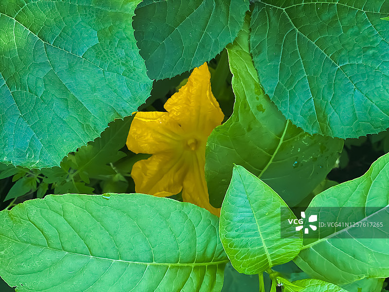 蔬菜园中的传家宝南瓜藤蔓和超大叶子图片素材