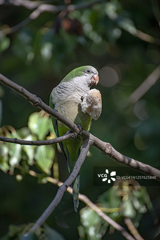 树枝上啃面包的绿色鹦鹉图片素材