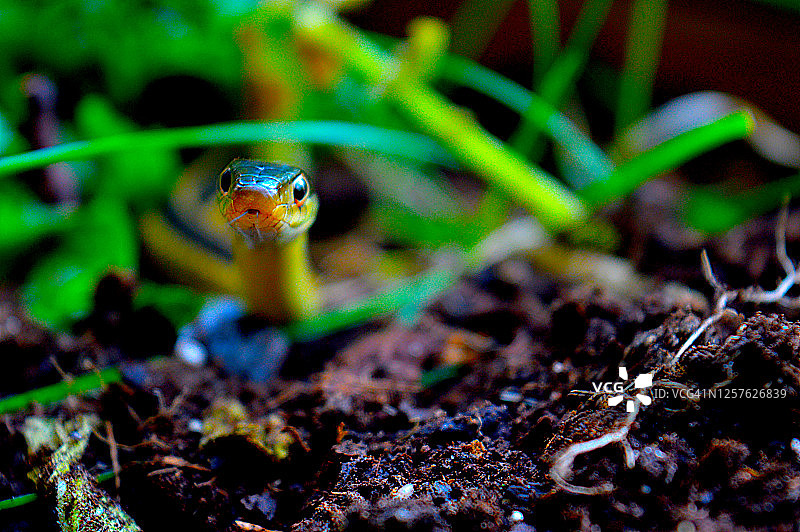 常见束带蛇图片素材