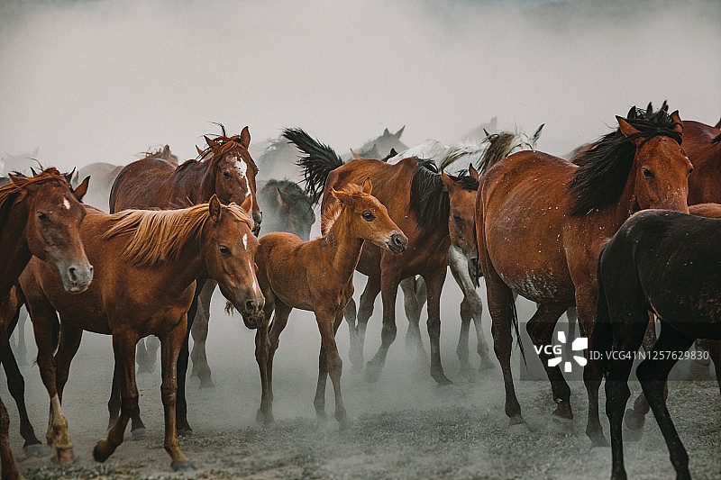 尘土中奔跑的野生伊尔基马群图片素材