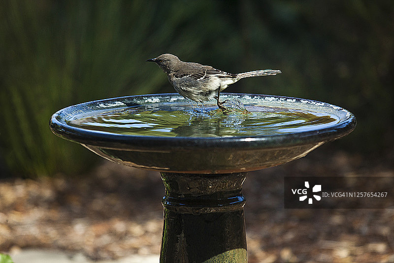 准备从后院鸟浴盆起飞的北美嘲鸫图片素材