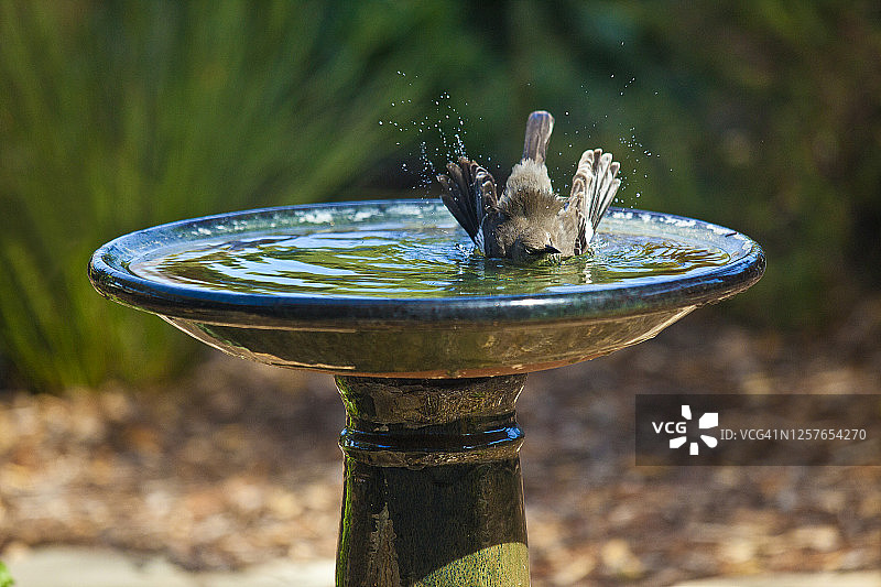 在后院鸟池中沐浴的北美嘲鸫图片素材
