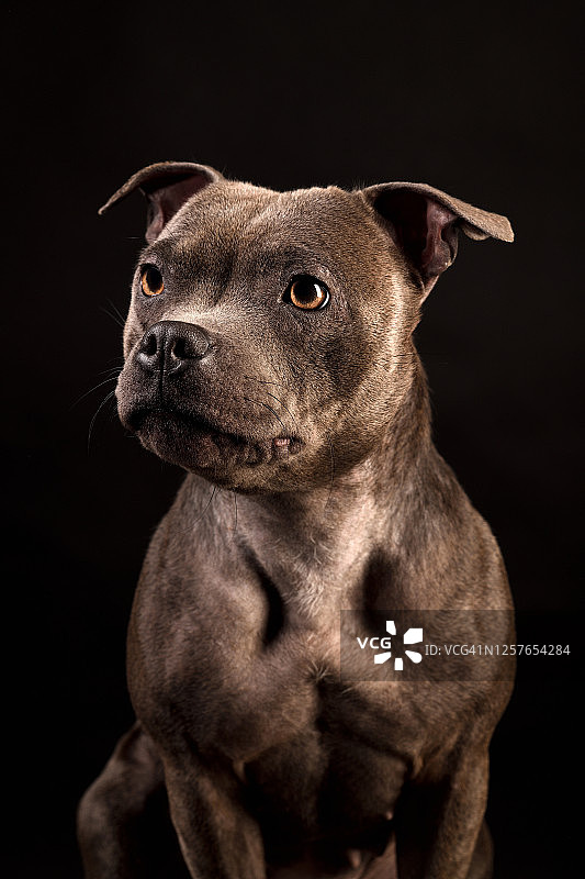 可爱的斯塔福德斗牛犬梗抬头看的肖像照图片素材