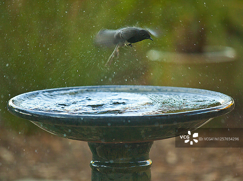 黑菲比鸟洗浴后模糊地飞出后院鸟浴盆，到处泼洒水花——系列的一部分图片素材