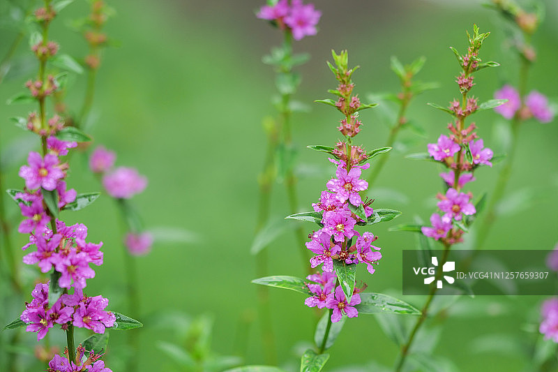千屈菜图片素材