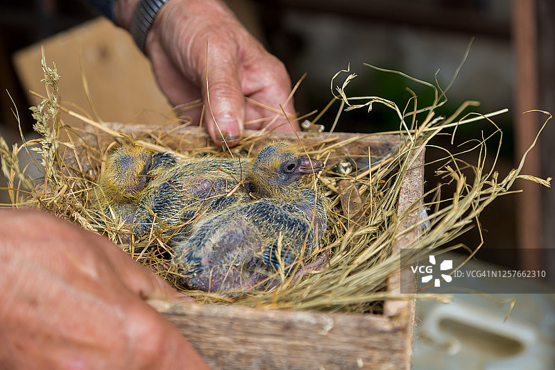 鸽子饲养员手中木箱里的鸽子雏鸟图片素材