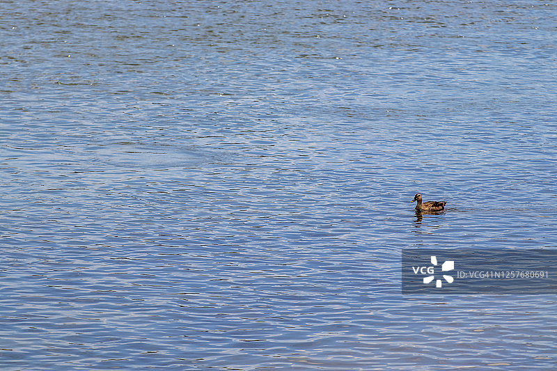 漂浮在水面上的棕色鸭子图片素材