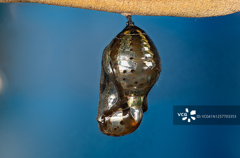 乌鸦绢蝶的蛹和毛毛虫图片素材