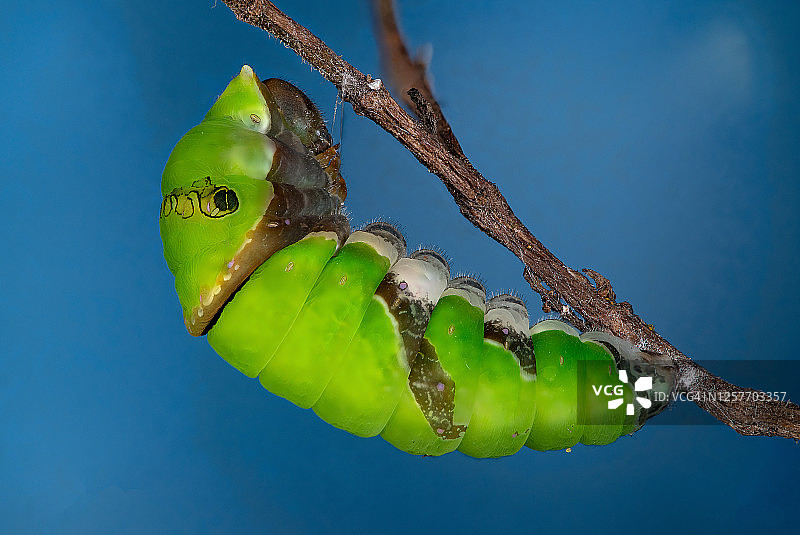 普通燕凤蝶、蛹、毛毛虫图片素材