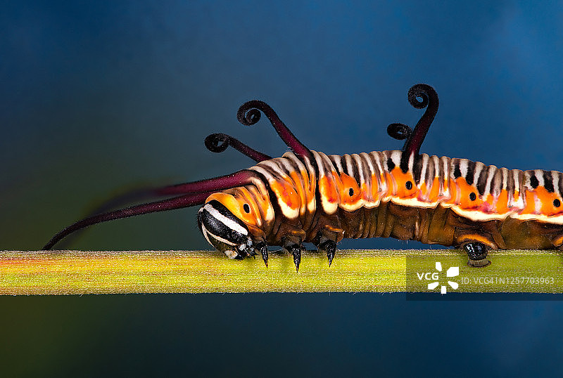 乌鸦绢蝶的蛹和毛毛虫图片素材