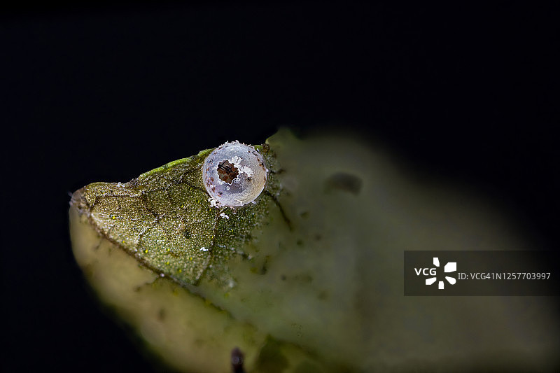 普通燕凤蝶、蛹、毛毛虫图片素材
