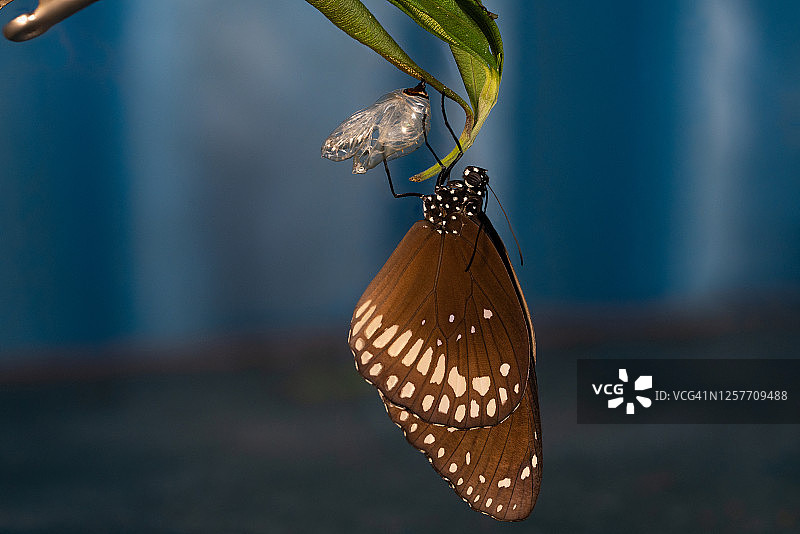 普通乌鸦凤蝶的蛹、毛毛虫和卵图片素材