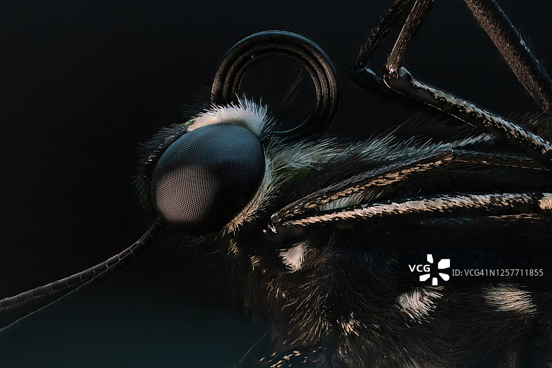 普通燕凤蝶、蛹、毛毛虫图片素材