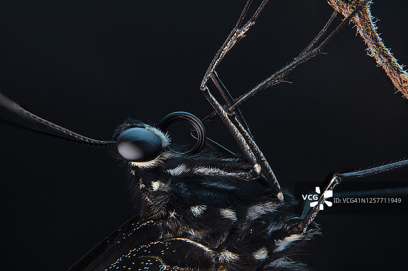 普通燕凤蝶、蛹、毛毛虫图片素材