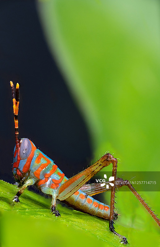 彩色小蚱蜢图片素材
