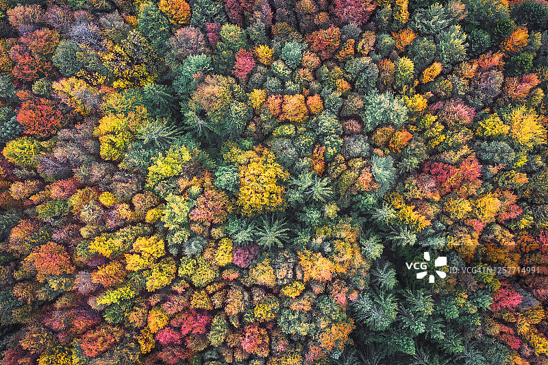 秋天的森林图片素材