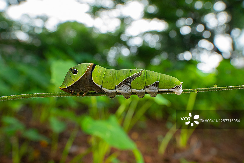 普通燕凤蝶、蛹、毛毛虫图片素材