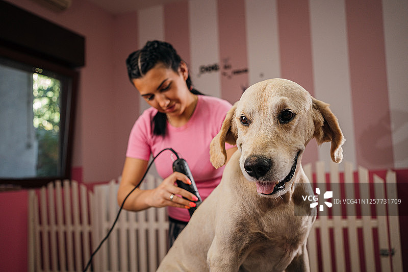 在宠物美容店的金毛犬图片素材