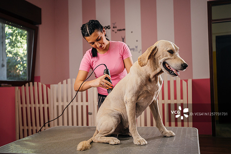 在宠物美容店的金毛犬图片素材