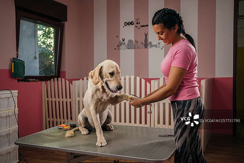 在宠物美容店的金毛犬图片素材