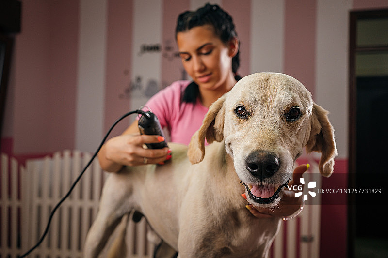 在宠物美容店的金毛犬图片素材
