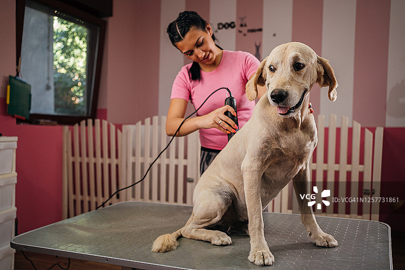 在宠物美容店的金毛犬图片素材
