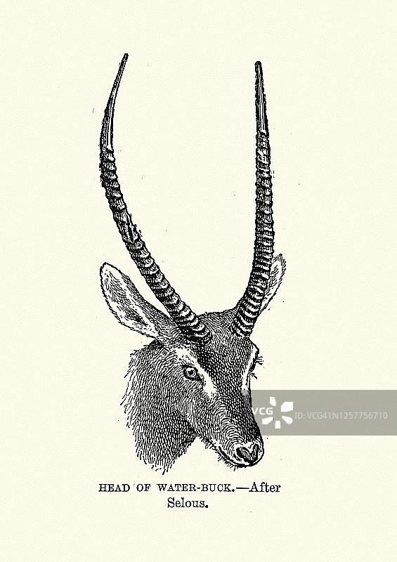 水羚的头部和角图片素材
