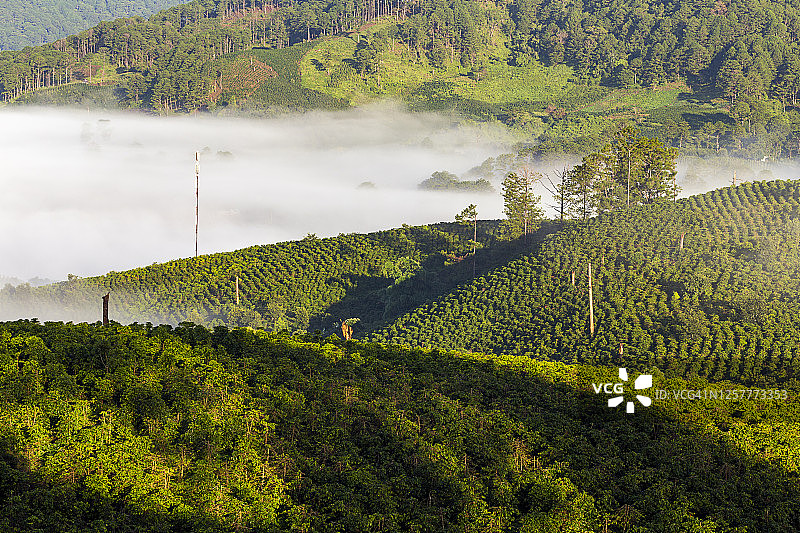 阳光下的咖啡农场图片素材