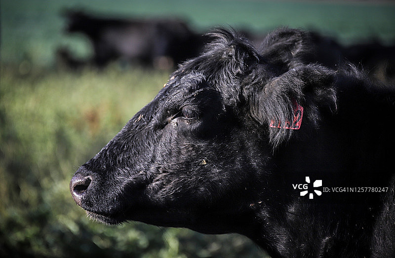 安格斯黑牛图片素材