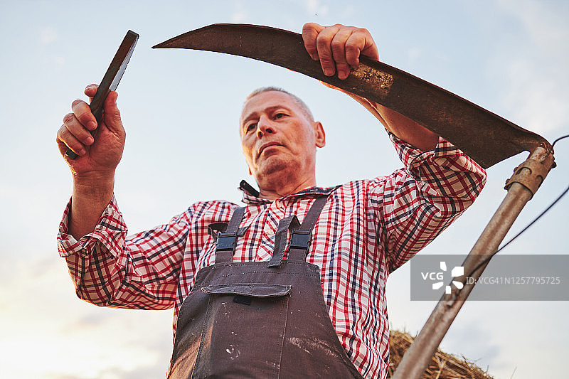 专注的老农在麦田开始工作前磨刀图片素材