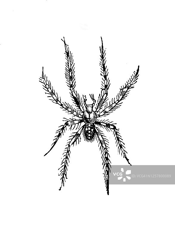 欧洲花园蜘蛛古老雕刻插图图片素材