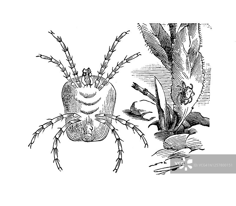 红螨的古老雕刻插图图片素材