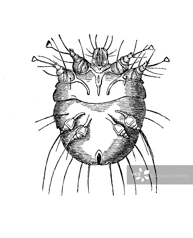 疥螨古董雕刻插图。昆虫学，蛛形纲图片素材