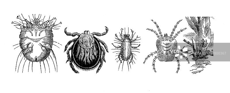 螨虫昆虫的古老雕刻插图 - 昆虫学图片素材