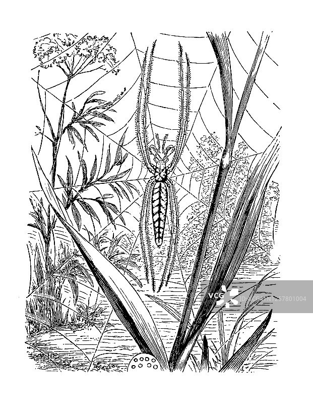 伸长管颚蛛雕刻插图图片素材