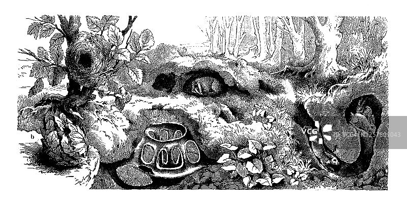 动物巢穴古老雕刻插图图片素材