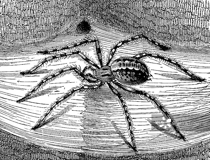家蜘蛛（Tegenaria domestica）古老雕刻插图，昆虫学，蛛形纲图片素材