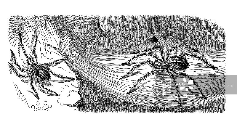 家蜘蛛（Tegenaria domestica）古老雕刻插图，昆虫学，蛛形纲图片素材