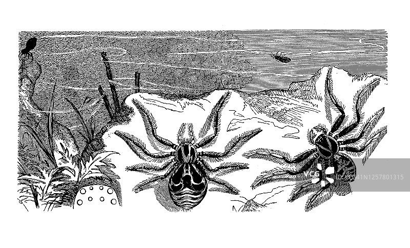 蟹蛛古老雕刻插图图片素材