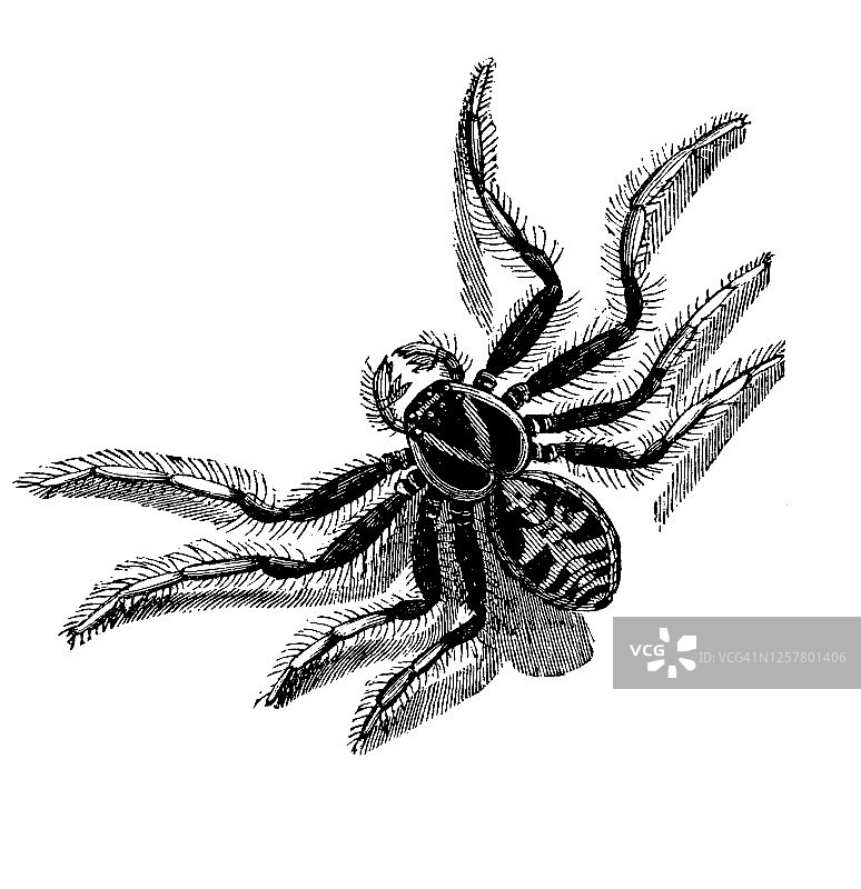 蟹蛛古老雕刻插图图片素材
