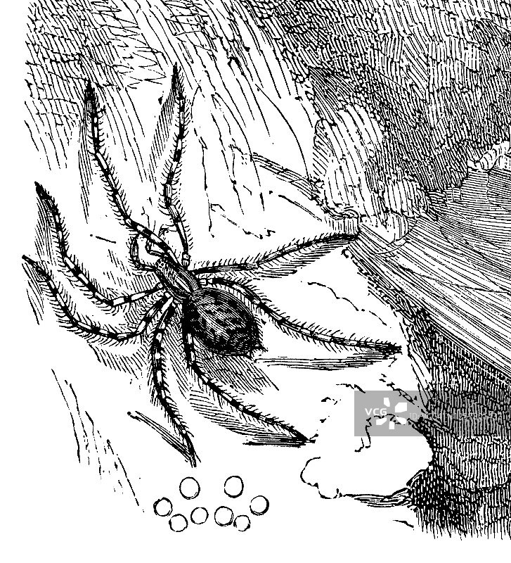 家蜘蛛（Tegenaria domestica）古老雕刻插图，昆虫学，蛛形纲图片素材