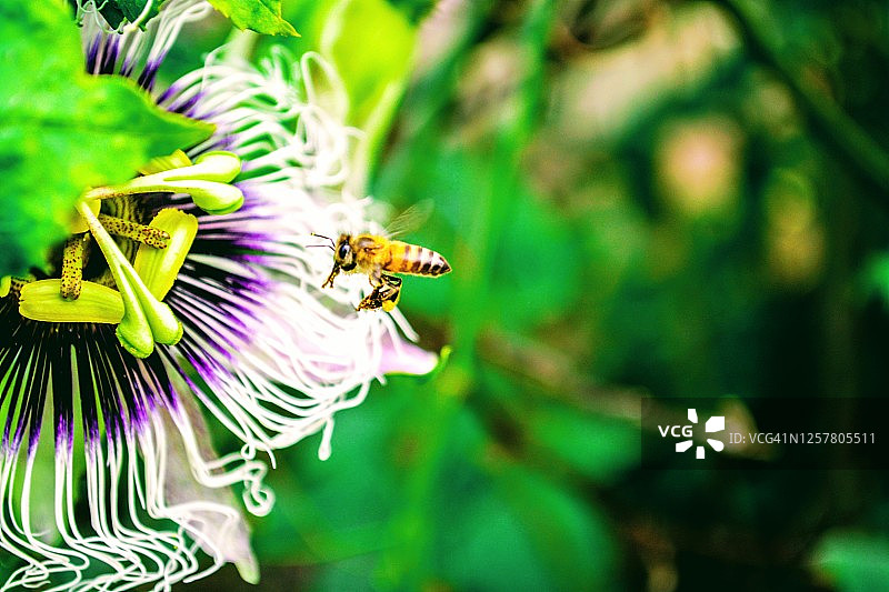 蜜蜂在花朵图片素材