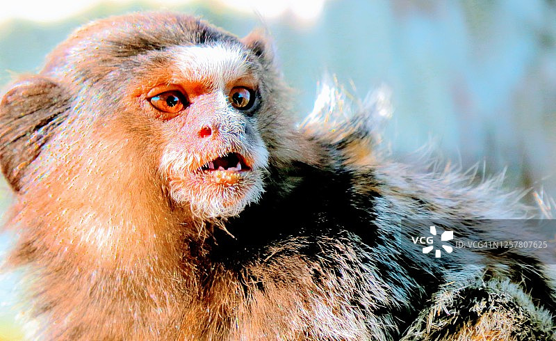 小猴子图片素材